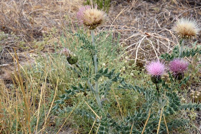 Yellowspine Thistle: Most southwestern native thistles are non-aggressive; non-invasive and beneficial as pollinators that have evolved to thrive without becoming weedy. Many native thistles are now threatened with some species at risk of extinction. Cirsium ochrocentrum